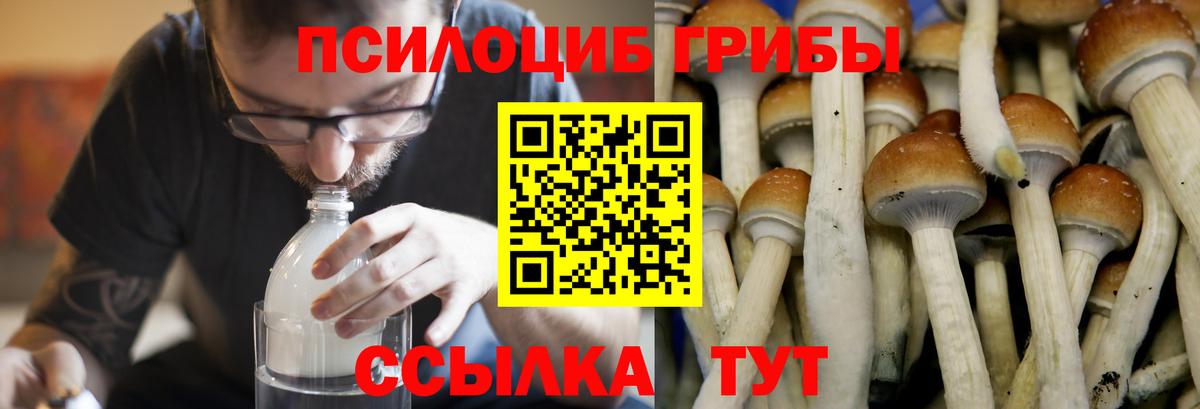 Галлюциногенные грибы Psilocybe Оренбург
